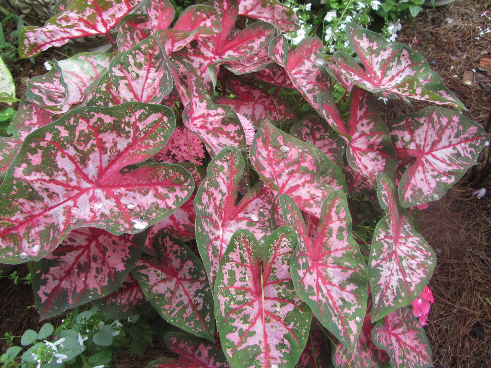 AUG caladium.JPG